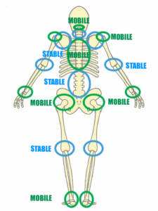 Schéma Approche articulation par articulation de Mike Boyle et Gray Cook | Nomadslim Movement Academy