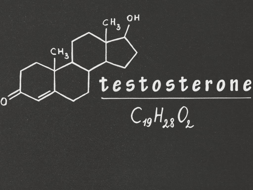 Testostérone art 7 carnivore feature MOUVERS BLOG