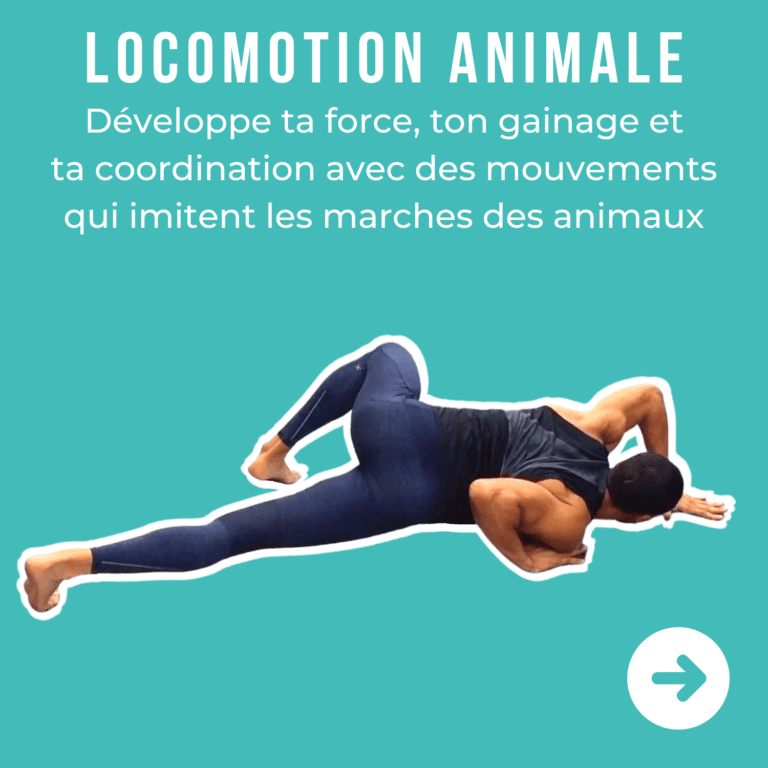 Formation Locomotion Animale Couverture Nomadslim Movement Academy