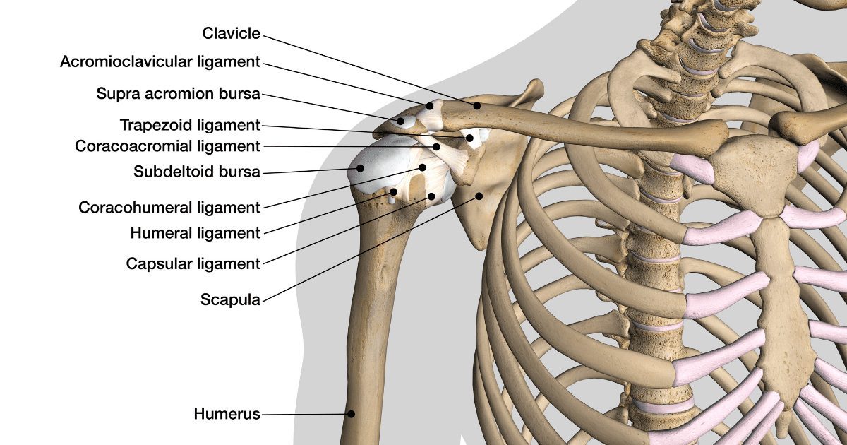 Comment améliorer la mobilité, la stabilité et la force des épaules. Anatomie de l'épaule | Nomadslim Movement Academy