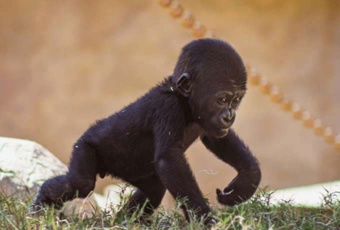 La Marche du Singe, force, agilité et athlétisme en s’amusant Feature | MOUVERS