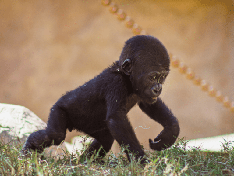 La Marche du Singe, force, agilité et athlétisme en s’amusant Feature | MOUVERS